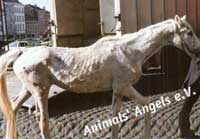pferd3.jpg